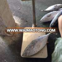 Nea season China  origin frozen whole round three dots bonito fish