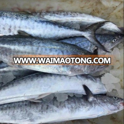 Frozen Spanish Mackerel Whole Round