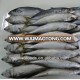 frozen fish importers in china