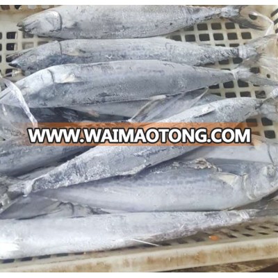 Frozen fresh spanish mackerel fish on sale