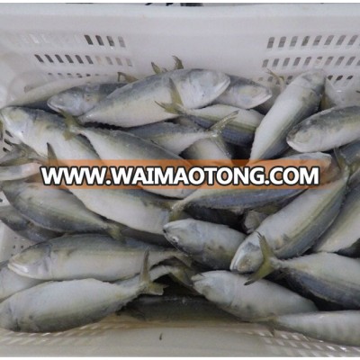 export frozen seafood indian mackerel