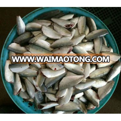 good quality of frozen horse mackerel HGT