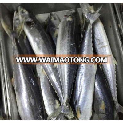 Frozen fresh spanish mackerel fillet on sale