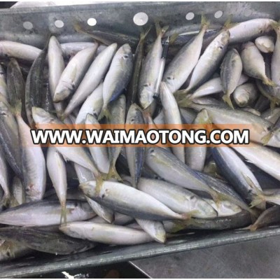 frozen horse mackerel fish