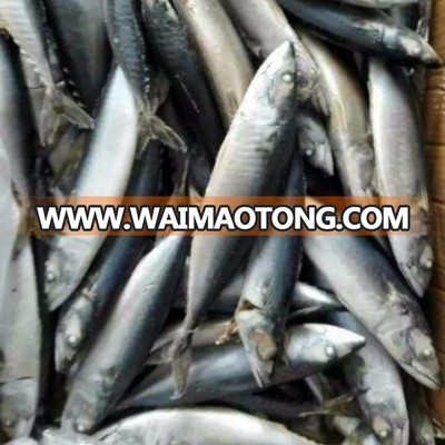 Frozen Pacific mackerel fish processing products