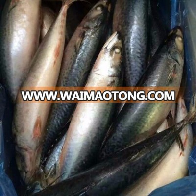 new frozen whole pacific mackerel on sale