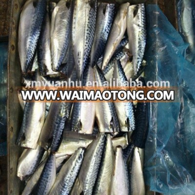 frozen pacific mackerel HGT;on sale; good quantity