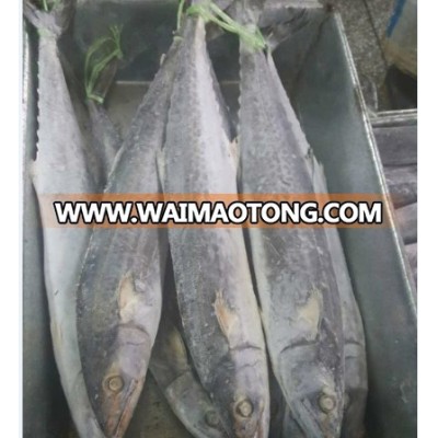 frozen spanish mackerel fish prices